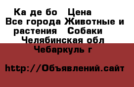 Ка де бо › Цена ­ 25 - Все города Животные и растения » Собаки   . Челябинская обл.,Чебаркуль г.